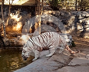White tiger on a rock