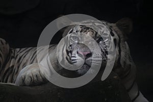 white tiger on the rock and looking something