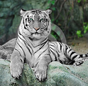 Bianco sul la roccia giardino zoologico 