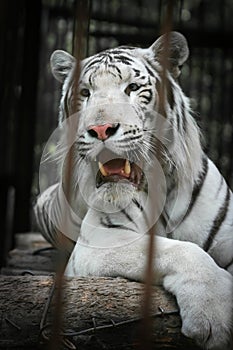 WHITE TIGER on a rock in zoo