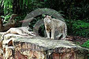 White tiger on a rock in zoo