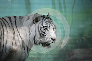 White Tiger in Semidarkness