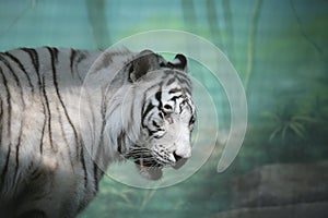 White Tiger in Semidarkness