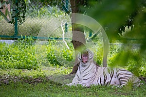 White Tiger showing its canines