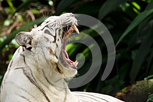 White tiger showing teeth