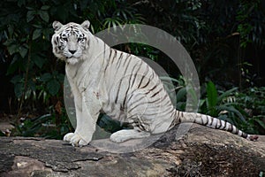 White Tiger