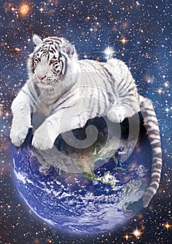 White tiger siting on Earth