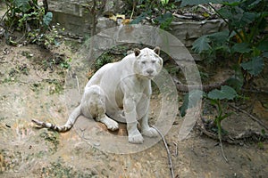 White tiger sits on a slope