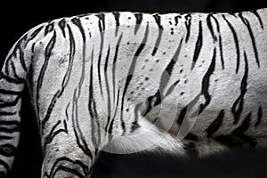 White tiger skin pattern.