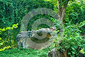 White tiger sleeping