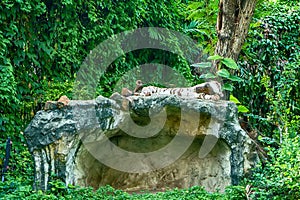 White tiger sleeping