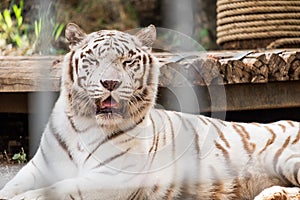 White Tiger sleeping in cage