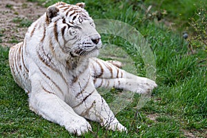 A white tiger sleeping in the forest