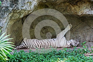 White tiger sleeping