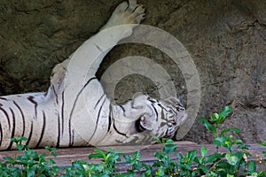 White tiger sleeping