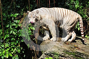 White tiger smacking its lips