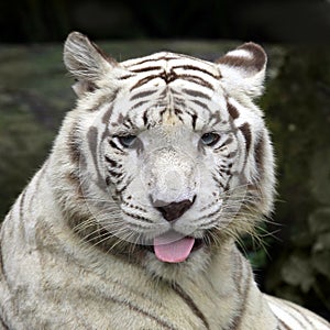 White tiger smiling