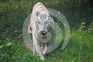 White tiger stalks through a grassland at a tiger reserve in India.