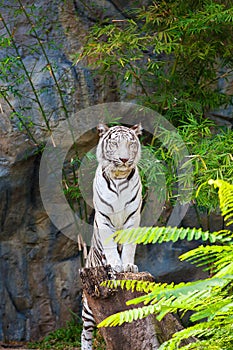 White tiger stand on the stump