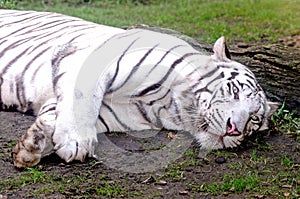 White Tiger.