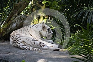 White Tiger of Sunderbans, Blue Eyes