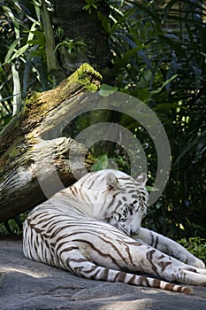 White Tiger of Sunderbans, Blue Eyes