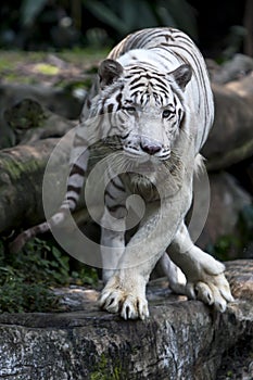 A white tiger surveys the crowd as it relaxes in its' enclosure at the Singapore Zoo in Singapore.