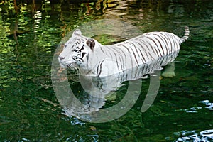 White tiger swimming