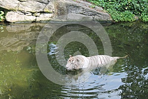 White tiger swimming in lake symbol of success and might