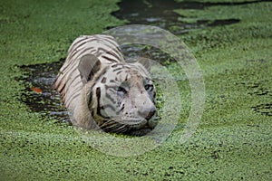 White tiger swims in the water of a marshy swamp. White Bengal tigers are considered as endangered.