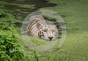 White tiger swims in the water of a marshy swamp. White Bengal tigers are considered as endangered species.