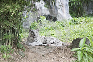 White tiger photo