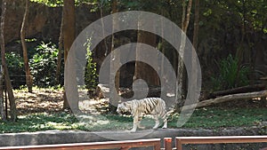 A white tiger taking a walk