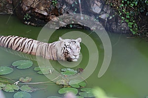 White tiger. Tiger in wild summer nature. White tiger walking / swimming in river. Action wildlife scene with danger animal.