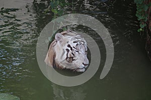 White tiger. Tiger in wild summer nature. White tiger walking / swimming in river. Action wildlife scene with danger animal.