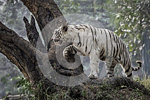 White tiger on a tree trunk.