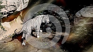 White tiger photo