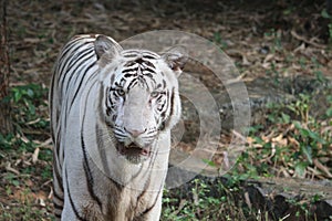 white tiger in vandaloor zoological park