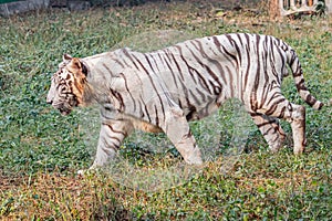 a white tiger walking on a grassy area with trees and shrubs