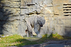 White tiger walking on green meadow at Bush Gardens Tampa Bay.