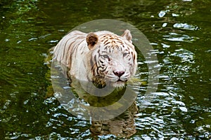 White tiger in water