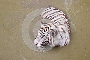White tiger at the water hole