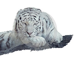 White tiger watercolor