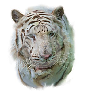 White Tiger Watercolor painting