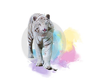 White Tiger Watercolor painting