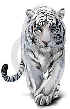 White tiger watercolor painting