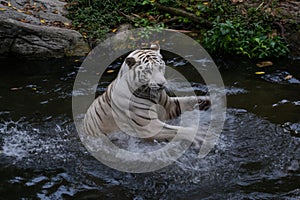 White tiger waving his powerful paws in the water