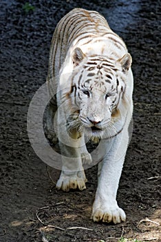 The white tiger