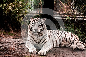 White tiger.White tiger lays in the zoo aviary.Siberian tiger, Amur tiger.