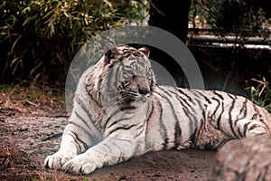 White tiger.White tiger lays in the zoo aviary.Siberian tiger, Amur tiger.